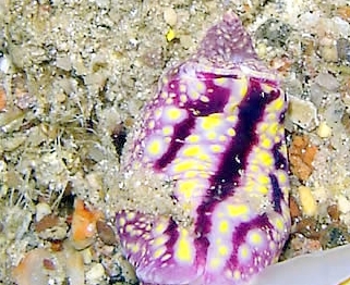 Photo:B. & S. Koretz; See a larger picture